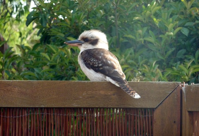 A native Australian Kookaburra lands on our back deck. 